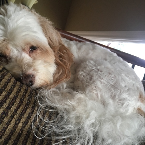 Meet your Posher, Sara - Picture 1 of 1